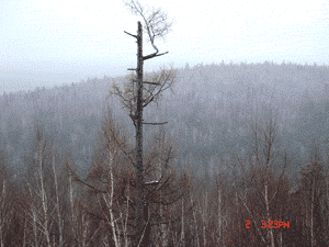5.gif